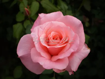 Изображение розы дансинг квин в формате webp для скачивания