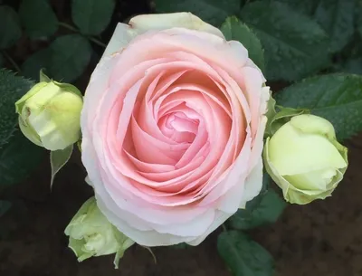 Превосходная фотография розы дансинг квин с возможностью выбора размера