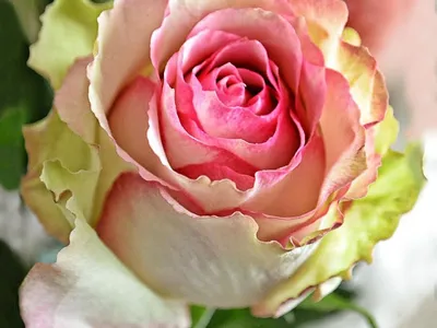 Уникальная фотография розы дансинг квин в формате webp