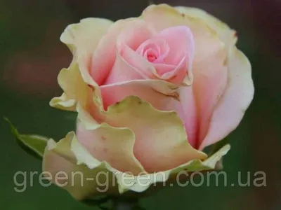 Красивая картинка розы дансинг квин для использования в дизайне