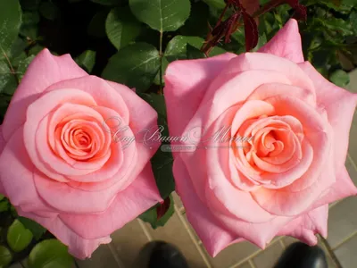 Уникальное изображение розы дансинг квин в формате jpg