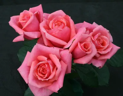 Фото розы дансинг квин с возможностью выбора размера