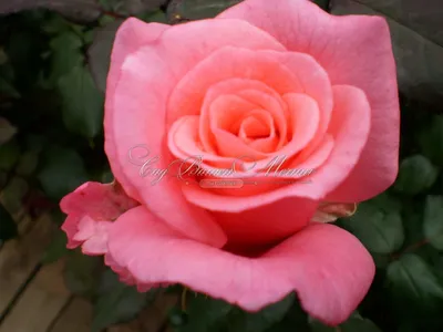 Фантастическая роза дансинг квин на вашем устройстве
