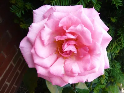 Фотография розы дансинг квин для использования в дизайне