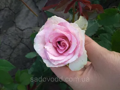 Роза дансинг квин в формате jpg для скачивания