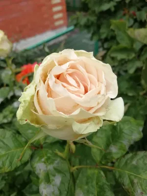 Фото розы дансинг квин в высоком разрешении