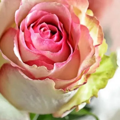 Изображение розы дансинг квин в формате png для скачивания