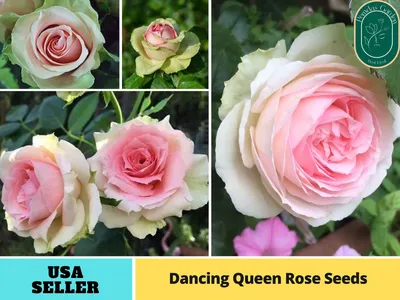 Уникальная картинка розы дансинг квин в формате webp