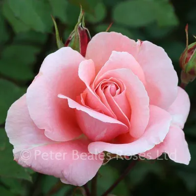 Фото розы дансинг квин с возможностью выбора размера и формата jpg
