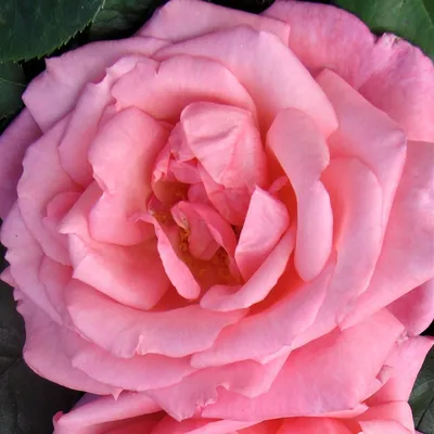 Прекрасная роза дансинг квин на вашем устройстве