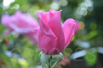 Красочная фотография розы дансинг квин в формате png