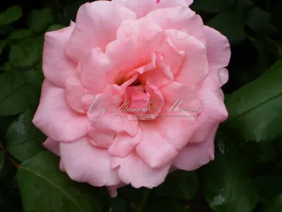 Фото розы дансинг квин в формате webp для скачивания