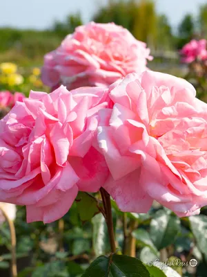 Уникальное изображение розы дансинг квин для использования в дизайне