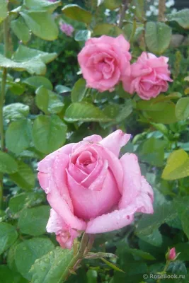 Фотка розы дансинг квин в высоком разрешении и формате png