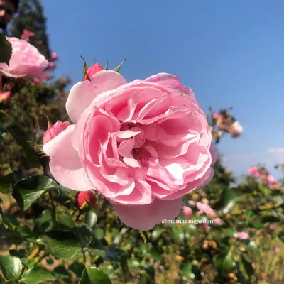 Фотография розы дансинг квин для использования в дизайне и формате png