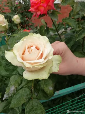 Удивительная роза дансинг квин на вашем устройстве