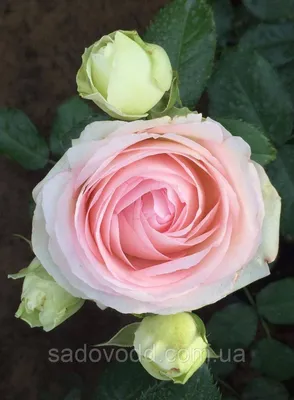 Фотка розы дансинг квин в формате png