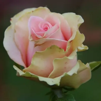 Изумительное изображение розы дансинг квин для скачивания