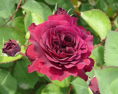 Роза дарк леди: прекрасное фото для ваших цветочных коллекций