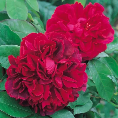 Изображение Розы дарк леди в формате jpg: наслаждайтесь великолепием цветка