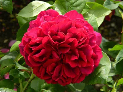 Фотка Розы дарк леди: выбирайте нужный формат - jpg, png, webp