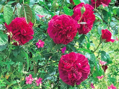 Красивая картинка Розы дарк леди в формате webp