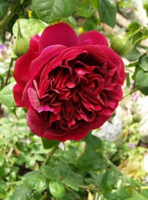 Удивительная роза: Роза дарк леди для вашего рабочего стола