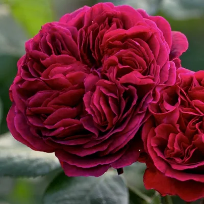 Фотография Розы дарк леди: великолепное изображение с насыщенными цветами