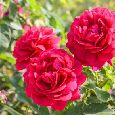 Красивая картинка Розы дарк леди в формате png: наслаждайтесь безупречностью цветка