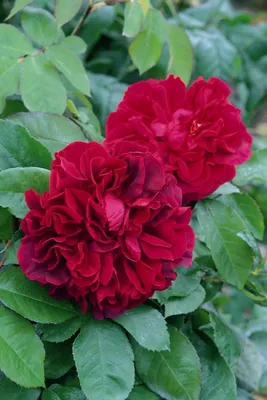 Роза дарк леди: качественное фото для вашей фотоколлекции