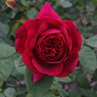 Изображение Розы дарк леди: достойная картина с превосходной цветовой гаммой