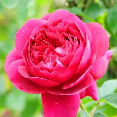 Роза дарк леди: уникальное фото, отражающее ее неповторимую красоту