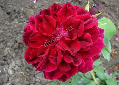 Роза дарк леди: выберите формат изображения и наслаждайтесь его прекрасным видом