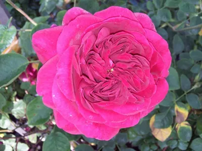 Роза дарк леди: потрясающее фото с насыщенными оттенками
