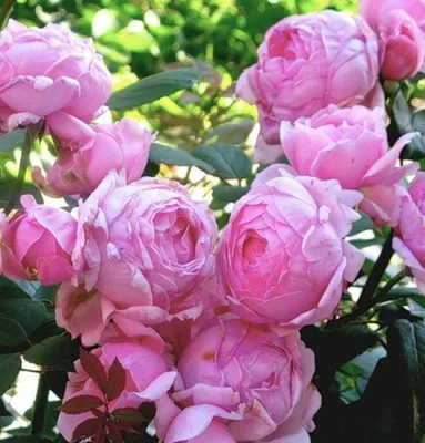 Уникальная роза: Роза дарк леди, олицетворение красоты и грации
