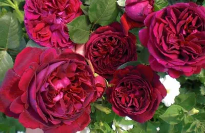 Роза дарк леди: прикрасьте свою жизнь этой удивительной картины с неповторимым цветком