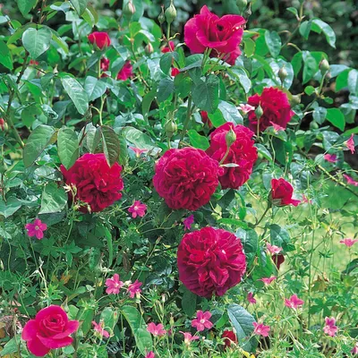 Фотография розы: Роза дарк леди для вашего выбора