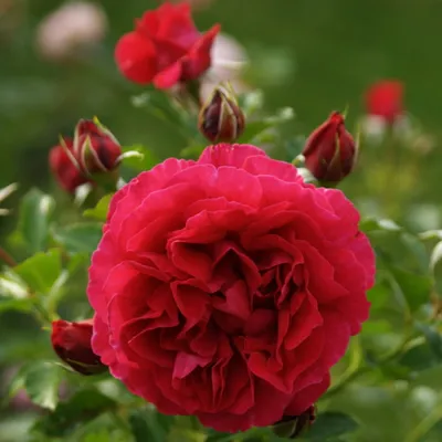 Фотка Розы дарк леди: превосходное качество изображения