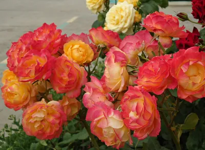 Роза декор арлекин: большое изображение в jpg