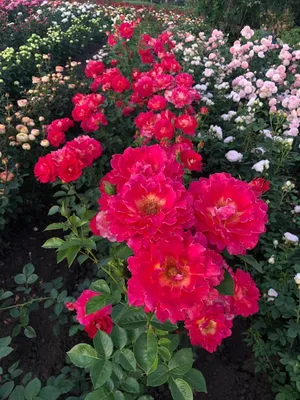 Большая фотка розы декор арлекин: скачать в jpg