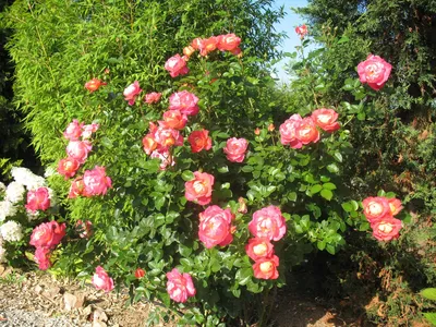 Роза декор арлекин: красивое изображение в png формате