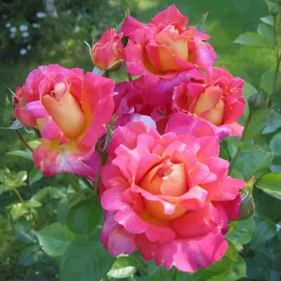 Фото высокого качества розы декор арлекин: скачать картинку в webp