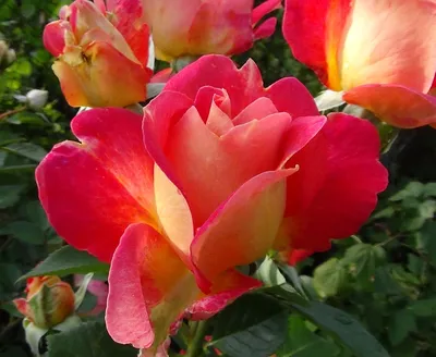 Роза декор арлекин: фотография с яркими красками в jpg