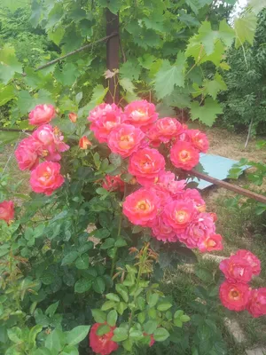 Картинка розы декор арлекин: изображение для скачивания в png