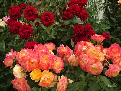 Роза декор арлекин: webp формат картинки для быстрой загрузки