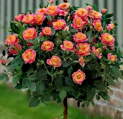 Роза декор арлекин: красивая картинка в png формате