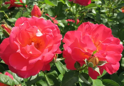 Фотография розы декор арлекин: изображение в webp для оптимизации