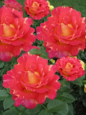 Роза декор арлекин фотографии