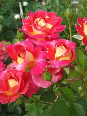 Роза декор арлекин: большое изображение для скачивания в jpg