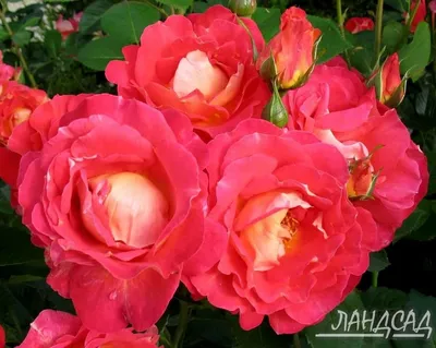 Фото розы декор арлекин: скачать красивую картинку в png